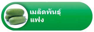 เมล็ดพันธุ์เมล่อน เมล็ดพันธุ์เมล่อน
