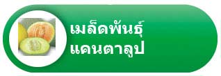 เมล็ดพันธุ์แคนตาลูป เมล็ดพันธุ์แคนตาลูป