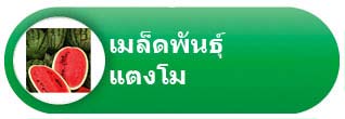 เมล็ดพันธุ์แตงโม เมล็ดพันธุ์แตงโม