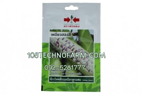 ข้าวโพดข้าวเหนียวเหนียวสองสี 20 เมล็ด